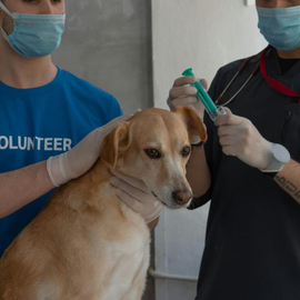 Essential Vaccines for Puppies and Adult Dogs 